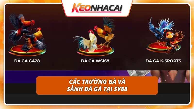 Hội tụ đầy đủ các sới gà danh tiếng nhất khu vực Châu Á